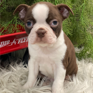Boston Terrier Puppy Rocco