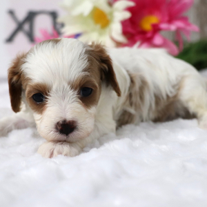 Cavapoo Puppy Alice