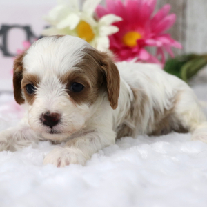 Cavapoo Puppy Alice