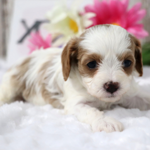 Cavapoo Puppy Alice