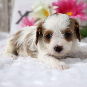 Cavapoo Puppy Alice