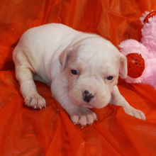 American Bulldog Puppy Caroline