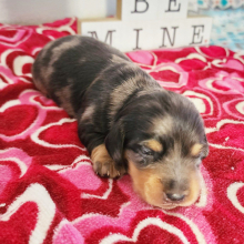 Dachshund Puppy Rayna