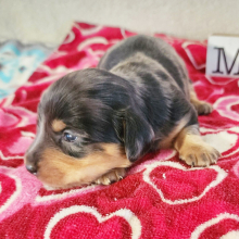 Dachshund Puppy Rayna