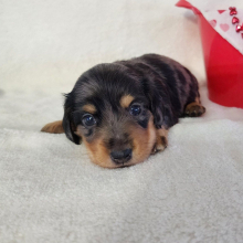 Dachshund Puppy Rayna