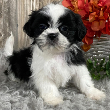 Shih Tzu Puppy Lamar