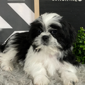 Shih Tzu Puppy Lamar