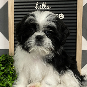 Shih Tzu Puppy Lamar