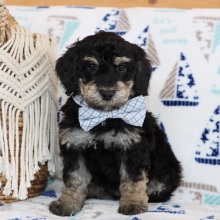 Aussiedoodle Puppy Mr. Bear
