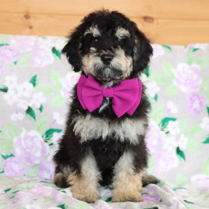 Aussiedoodle Puppy Mr. Bear