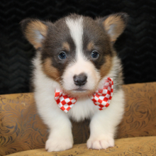 Pembroke Welsh Corgi Puppy Attila