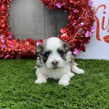 Havanese Puppy Patience