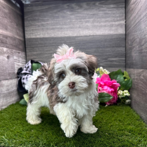 Havanese Puppy Patience