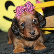 Dachshund Puppy Jance