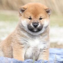 Shiba Inu Puppy Prince