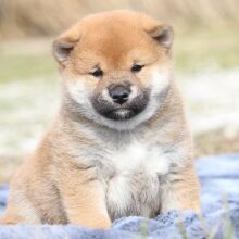 Shiba Inu Puppy Prince