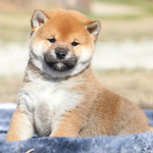 Shiba Inu Puppy Prince