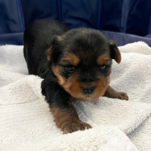 Yorkshire Terrier Puppy Hulk
