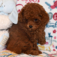 Poodle Puppy Rizzo