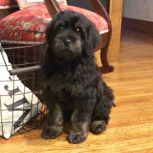 Labradoodle Puppy Teddy