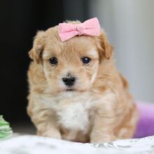 Maltipoo Puppy Aspen