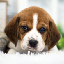 Beagle Puppy Maxwell