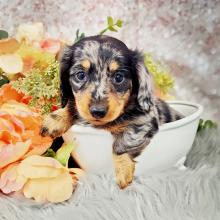 Dachshund Puppy Lolli