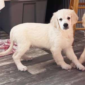 Goldendoodle Puppy Asher