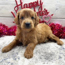 Goldendoodle Puppy Honeypie
