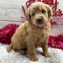Goldendoodle Puppy Goldie