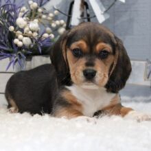 Beagle Puppy Rigley