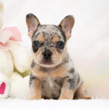 French Bulldog Puppy Harold