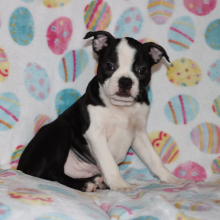 Boston Terrier Puppy Pedro