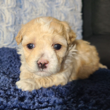 Maltipoo Puppy Odus