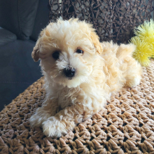 Puppy