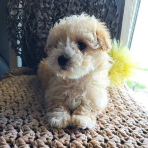 Maltipoo Puppy Odus