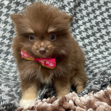 Pomeranian Puppy Munchkin