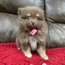 Pomeranian Puppy Munchkin