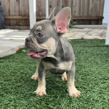 French Bulldog Puppy Sidekick