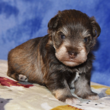 Miniature Schnauzer Puppy Cord