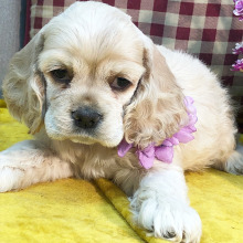 Cocker Spaniel Puppy Passion