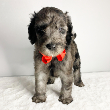 Goldendoodle Puppy Tinsel