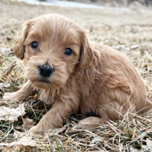 Labradoodle Puppy Laura