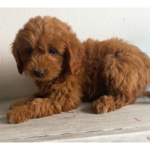 Goldendoodle Puppy Duke