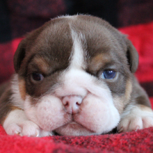 Bulldog Puppy Chloe