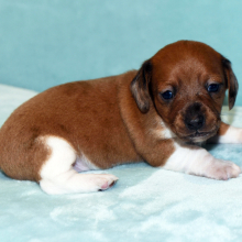 Dachshund Puppy Tinker