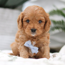 Cavapoo Puppy Malachi