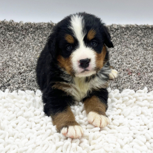 Bernese Mountain Dog Puppy Jaden