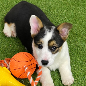 American Corgi Puppy Jenna