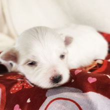 Maltese Puppy Cleo